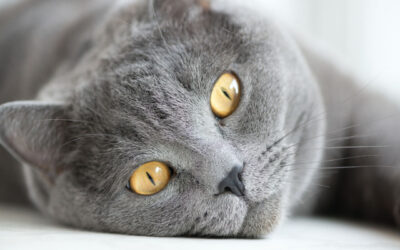 Chat gris : Caractéristiques et Curiosités