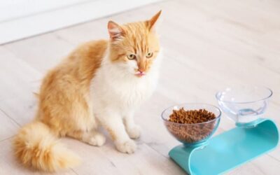 Gamelles pour chats : nourrir votre chat en toute qualité.