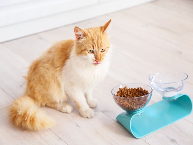 gamelles pour chats2 gamelles pour chats