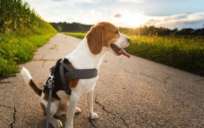 Harnais pour Chien : Guide Pratique