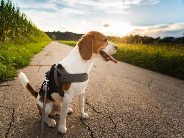 harnais pour chien2 harnais pour chien