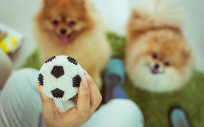 Les meilleurs jouets pour chiens faits maison