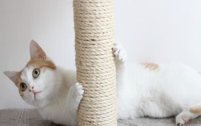 Trouvez l’Arbre à Chats Idéal