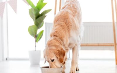 Les Meilleures Gamelles pour Chiens