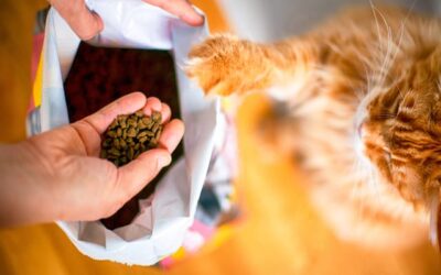 La Meilleure Nourriture pour Chats