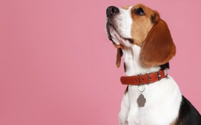 Colliers pour chiens de Qualité