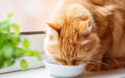 Lait pour Chats : Oui ou Non ?