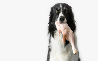 Régime BARF pour chiens