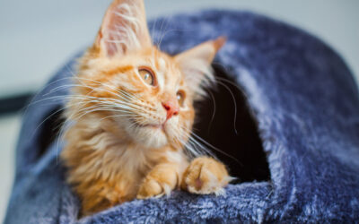 Accessoires pour Chats