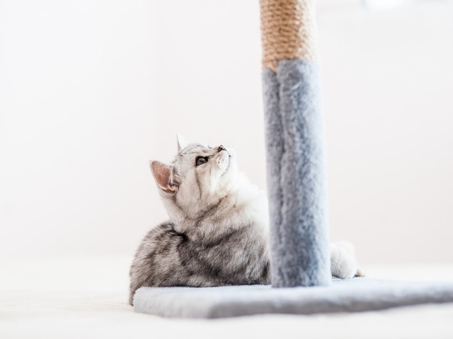 Accessoires pour Chats