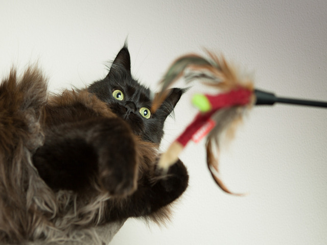 Accessoires pour Chats