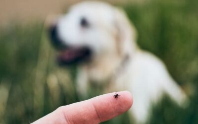 Comment éviter les puces sur les chiens