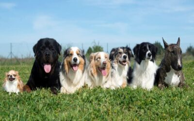 Races de chiens adorables